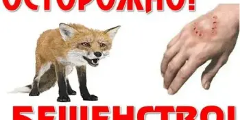 28 сентября "Всемирный день борьбы против бешенства"